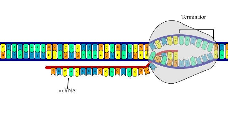Ribosomal RNA (rrna)- forms part of ribosome c.