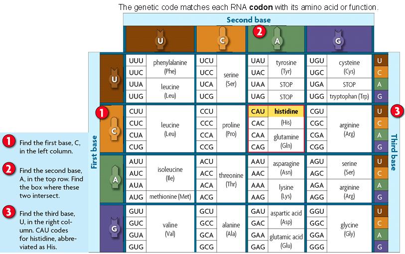 A codon is a sequence of three nucleotides that codes for an amino acid. a. RNA could code 64 different combinations b.