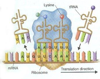 2. Translation occurs in cytoplasm of cell a. mrna binds to ribosome b. Ribosome pulls mrna strand through one codon at a time c.