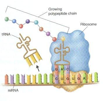 e. Ribosome moves down mrna attaching more amino acids until reaches stop codon.