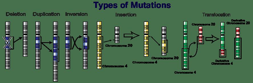 C. Mutations may or may not affect