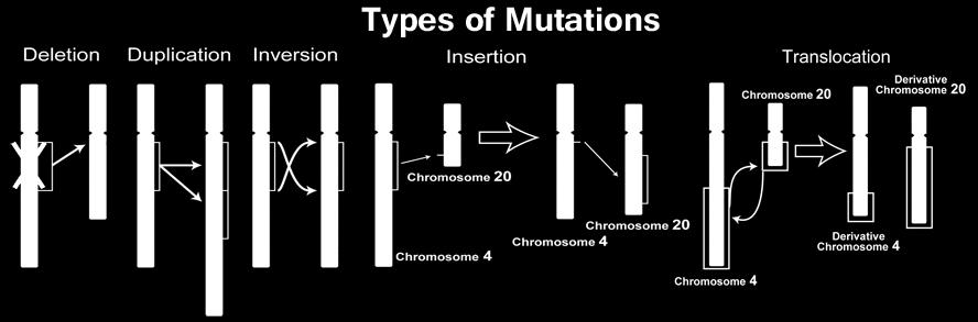 Chromosomal mutations affect many genes and