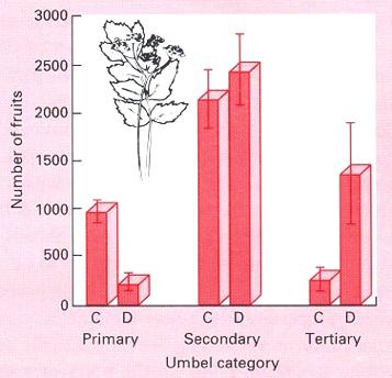 Figure 8.3 (3 rd ed.): Compensatory flower production by secondary and tertiary umbels in damaged parsnip Dr. S.