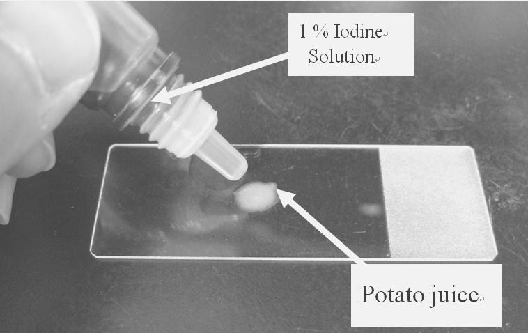 Question II-1: To observe the structure of starch granules in potato Procedures: 1. Use the knife to cut the potato and scrape some potato juice (extract) on the slide. 2.