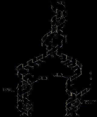 23 1.) The DNA separates (due to