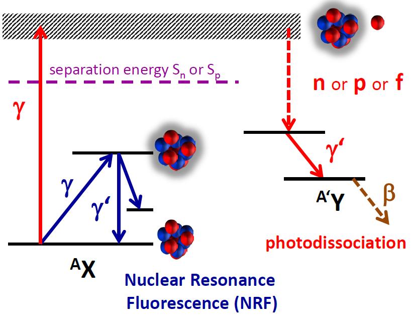 Photon-nuclear reactions with MeV γ-rays pure electromagnetic