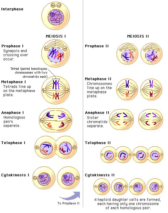 Meiosis Meiosis occurs during the formation of sex cells (sperm and egg).