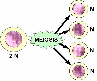 Meiosis Makes 4 cells genetically different from parent cell & from each other halves the number of chromosomes