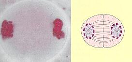 MEIOSIS I Telophase I Nuclear membranes form. Cell separates into two cells.