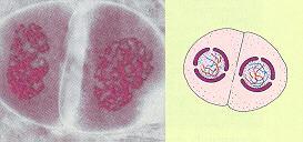 Meiosis I results in 2 haploid (1N) daughter cells, each with half the number of