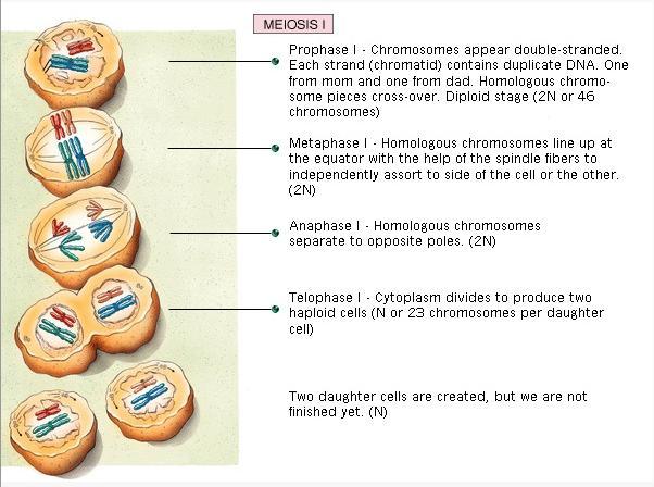 Overview of Meiosis 1 4 duplicated chromosomes (2n) 2