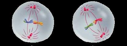 Meiosis II Metaphase II Sister chromatids (chromosomes)