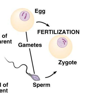 Each gamete (egg/sperm) is not identical to its