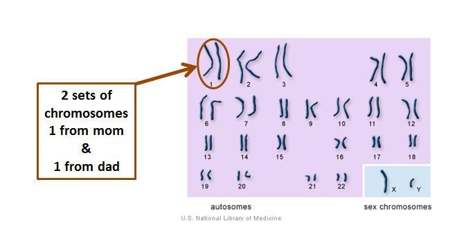 Of the 46 (23 pairs) chromosomes: 44 chromosomes (22pairs):