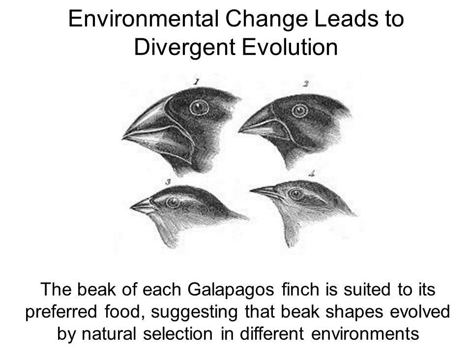 Environment Changes Can Trigger Divergent Evolution Divergent evolution is the development of new species through accumulation of many small changes that originated as a result of natural selective
