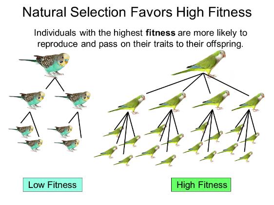 Natural Selection and Reproductive Success Natural selection occurs when certain alleles (or trait values) affect the reproductive success of the individuals carrying them.
