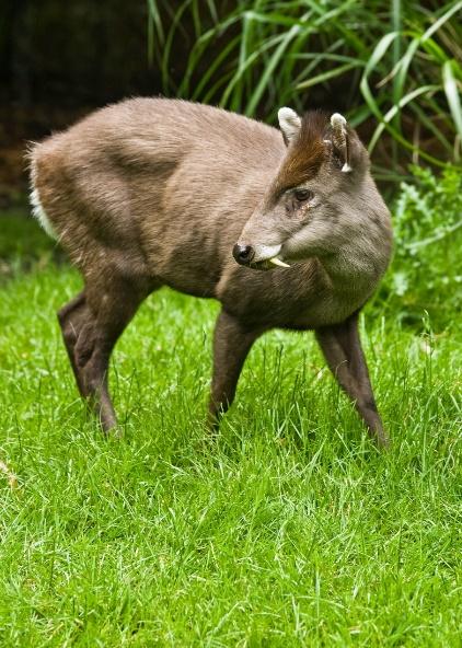 How Bizarre! When you think of a deer, do you think of a gentle, plant-eating animal? Well, the tufted deer from China has adapted a few bizarre traits!