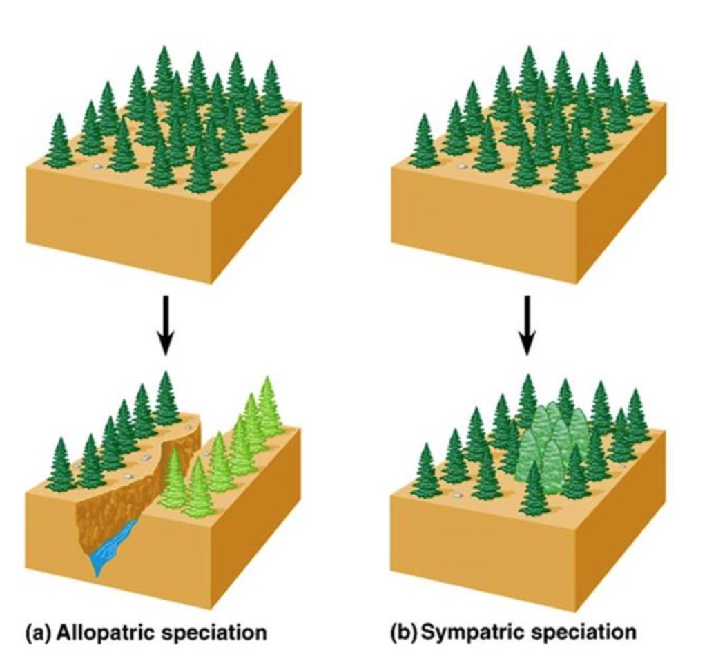 Allopatric and Sympatric Speciation Sky *These are based on how the gene flow is interrupted* Allopatric speciation, also known as other country speciation, is when populations are separated by a