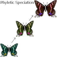 Phyletic Speciation / Divergent Speciation Phyletic Speciation: A process of gradual change in a single population. Divergent Speciation: A species evolves into many different species.