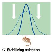 Stabilizing selection Intermediate phenotypes are