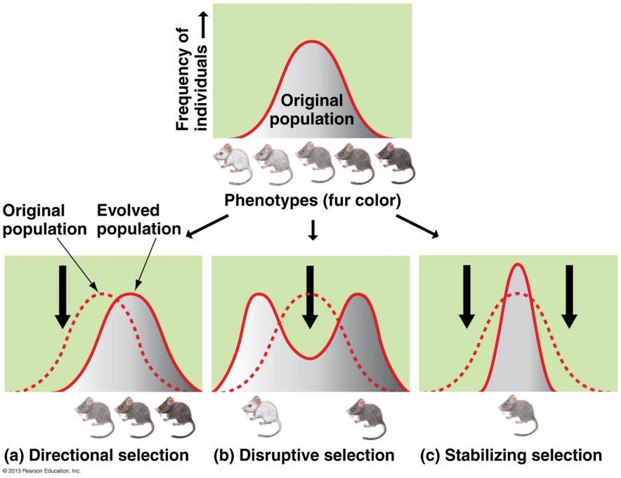 Natural Selection on Polygenic Traits Natural selection can affect the distribution of