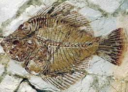 Fossils are The Fossil Record imprints or