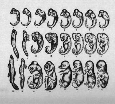 5. EMBRYOLOGY Of animals with backbones, the embryonic