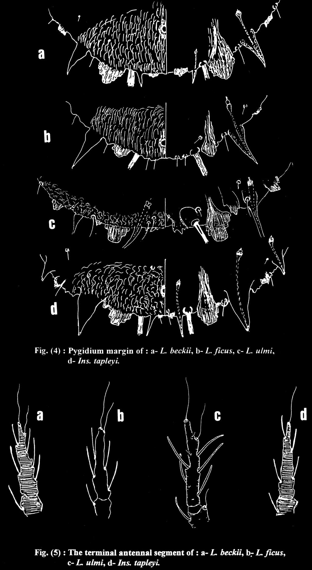 81 Fig. 4. Pygidium margins of a. L. beckii; b. L. ficus; c. L. ulmi; d. I. tapleyi.