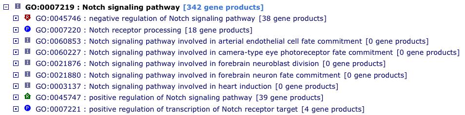 Notch signaling pathway in