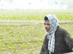 Photo: Star S Dilip Roy Huge paddy lands have been targeted for farming tobacco in Lalmonirhat for this season.