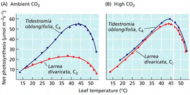 Raising CO 2 Levels also Increases Photosynthetic Temperature Optima Hence increased temperatures are nothing to worry about- provided CO 2 also