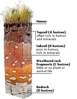 3. Soil comes from rock that breaks down over time (frost, wind) and decomposing organic matter 200 years to form a layer of soil 1 cm thick! 5 soil horizons (layers): 1.