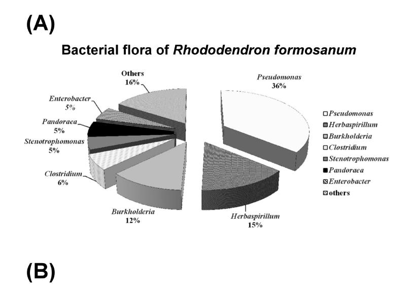 Bacterial flora