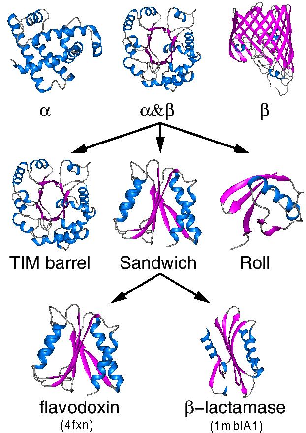 Protein Folds or Architectures Protein Structure There are a limited number of ways that secondary structures interact in the tertiary structure of proteins.