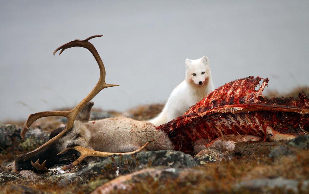 3 Introduction CAFF s mandate is to address the conservation of Arctic biodiversity, and to communicate its findings to the governments and residents of the Arctic, helping to promote practices which