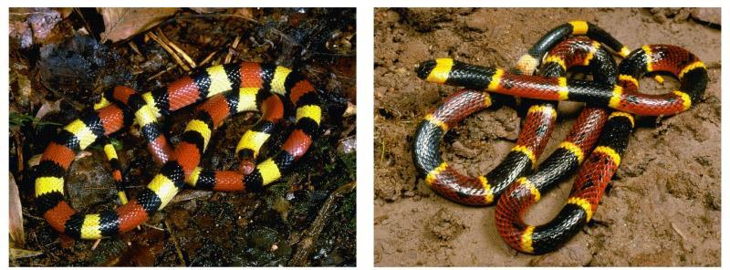 Interpreting Data These two snakes look remarkably similar to each other. The coral snake (right) is very poisonous to vertebrates.