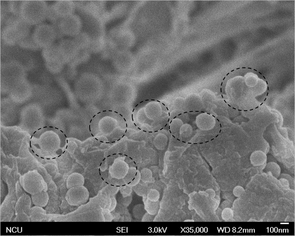 solubilized APTES in the mixture. Thus those solid nanoparticles (200~400 nm) decorated on membrane surface are not the hydrolysis product of APTES. Figure S13. SEM image of the PVDF-4 (oblique view).