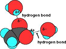 PS4.3. (Continued) Acetic acid, HC 2 H 3 O 2 is a weak acid and partially dissociates into acetate, C 2 H 3 O 2 -, and hydrogen, H +, ions. The interaction with water is via hydrogen bonding.
