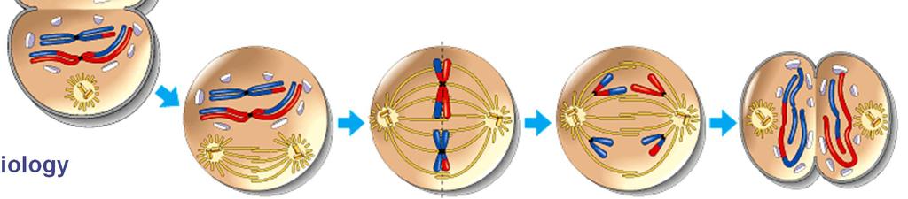 T interphase 1 prophase 1 metaphase 1