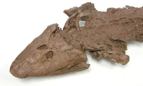 Ex: Tiktaalik fossil,