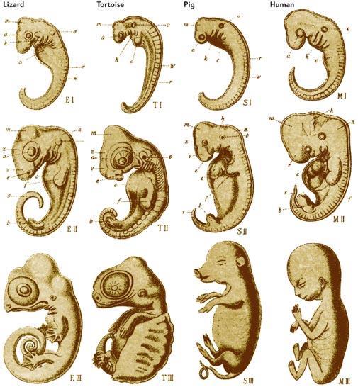Embryology The early stages of vertebrates (animals with backbones) are very similar and give clues