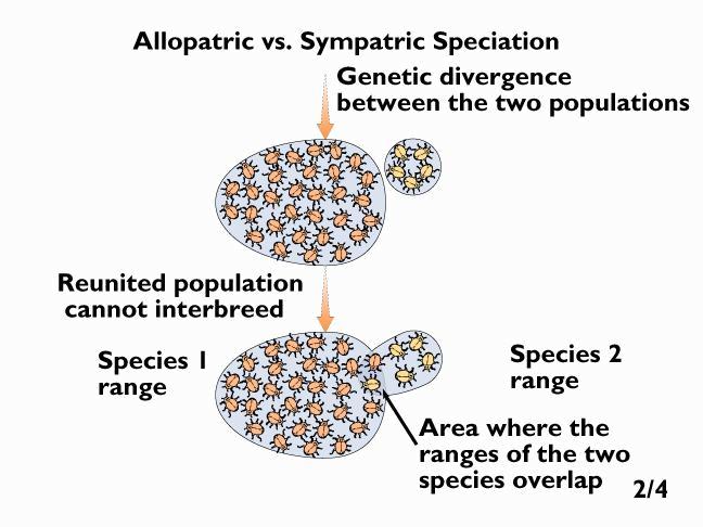 Speciation: The evolution of a new species. 1. Allopatric speciation (Allo = different) patri = fatherland 2.