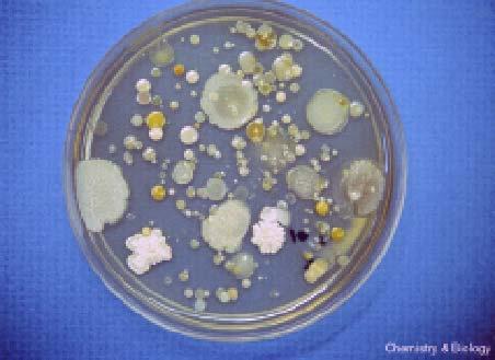 The diversity of cultured microbes is vast 0.