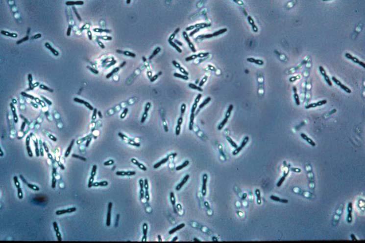 Bacillus cereus strain UW85 Isolated