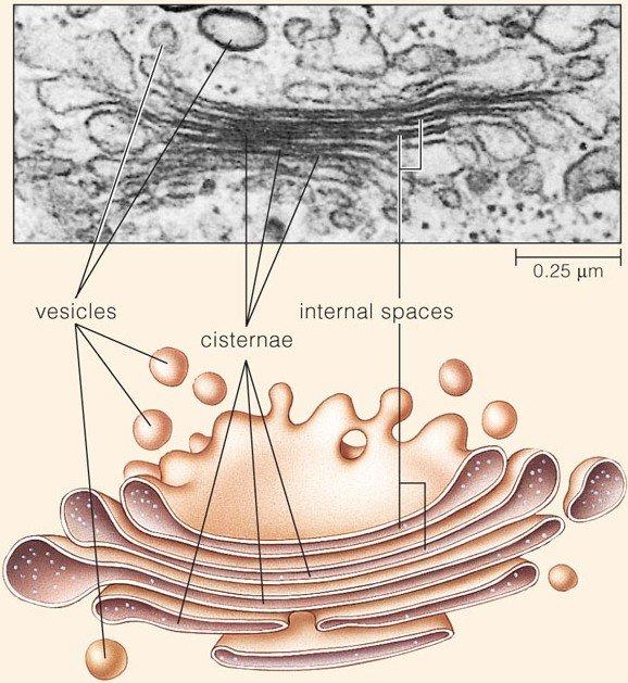 Plant cell Cell boundaries Goldgi apparatus (dictyosomes) The Golgi is an organelle composed of stacks of flattened, membranous sacs mainly responsible for modifying, packaging, and