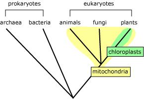 The Evidence Mitochondria and chloroplasts have their own DNA Mitochondria and chloroplasts have their own membranes