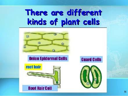 Multicellular Organisms Specialized Plant Cells Plants exchange carbon dioxide, oxygen,