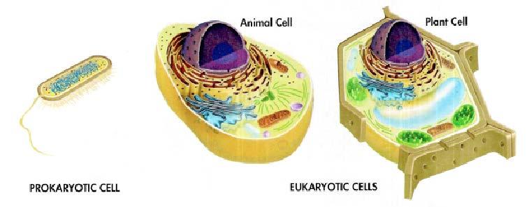 Prokaryotes and Eukaryotes Section 4-1 Eukaryotes are