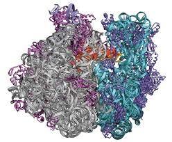 Ribosome One of the most important jobs in the cell
