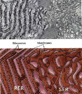Endoplasmic Reticulum ER involved in the synthesis of